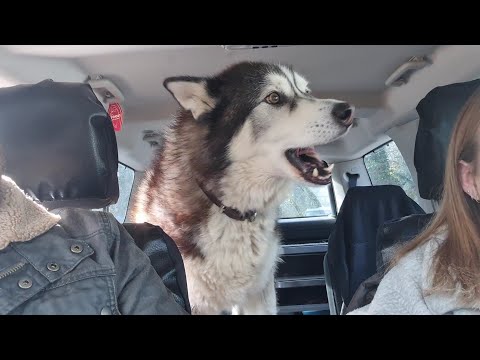 Husky starts Crying when Granny turns up Late