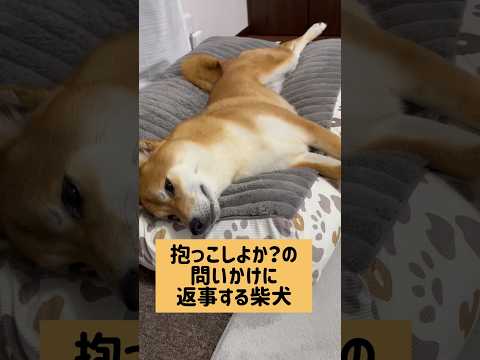 頷いてない…? #柴犬