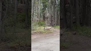 Camp Fresno  (vlog)