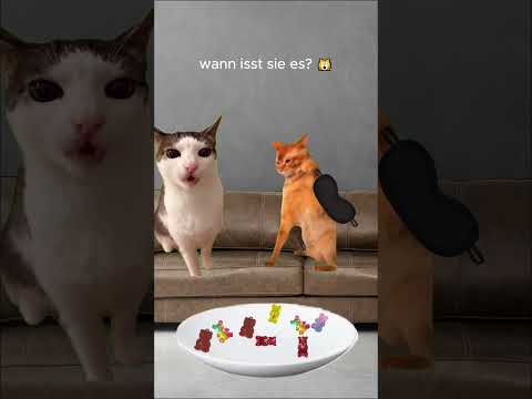 wird die Katze es machen? 🙀