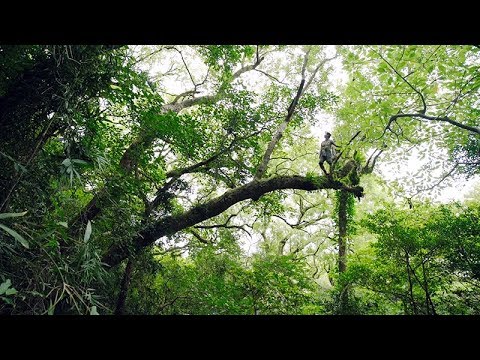 洪信介：植物獵人 - YouTube(5:53)