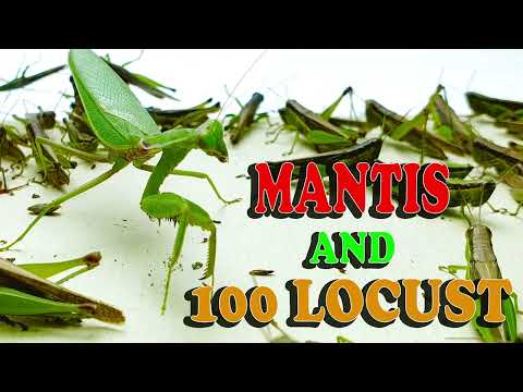 Epic Battle: Mantis Takes on 100 Locusts