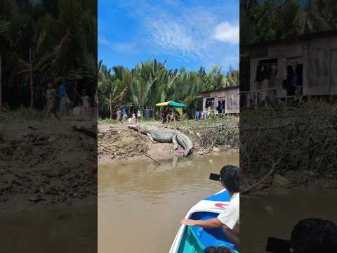 เมื่อพวกเขา เจอมันเข้าโดยบังเอิญ #wildlife #animals #nature #buaya #crocodile #scary #sungai