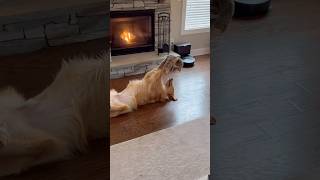 My dog has a special relationship with his toys….