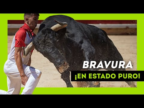 Los TOROS SALVAJES más BRAVOS soltados en 2024 ¡Qué ANIMAL!