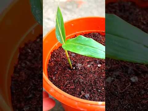 āĻāϞāĻžāĻ āĻŦā§āĻ āĻĨā§āĻā§ āĻāĻžāϰāĻž āϤā§āϰāĻŋāϰ āϏāĻŦāĻĨā§āĻā§ āϏāĻšāĻ āĻāĻĒāĻžā§āĨ¤ #shorts