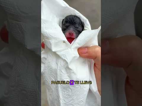 I found a newborn puppy on the roadside#animals #Foryou #Friendship #Us#USA#dog