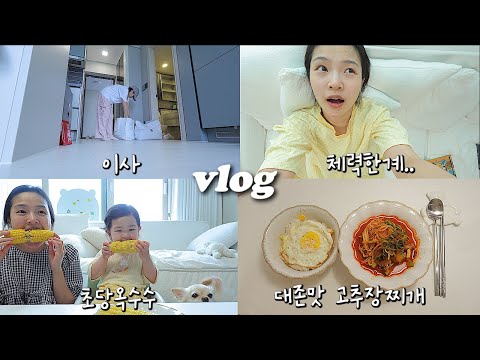 vlog 고추장찌개 두번 해먹고 이사도 하는 옥수수가 맛있는 브이로그🌽