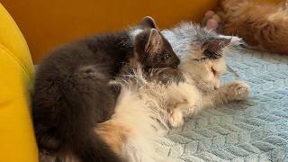 Соболь знакомится с кошками