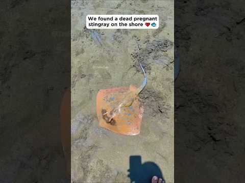 We Found a Dead Stingray — What Happened Next Will Break You 💔🐠 #shorts #animalrescue