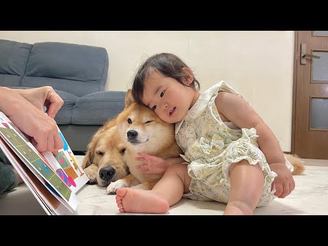 絵本の読み聞かせ中に1歳児から大好きの気持ちを伝えられる豆柴