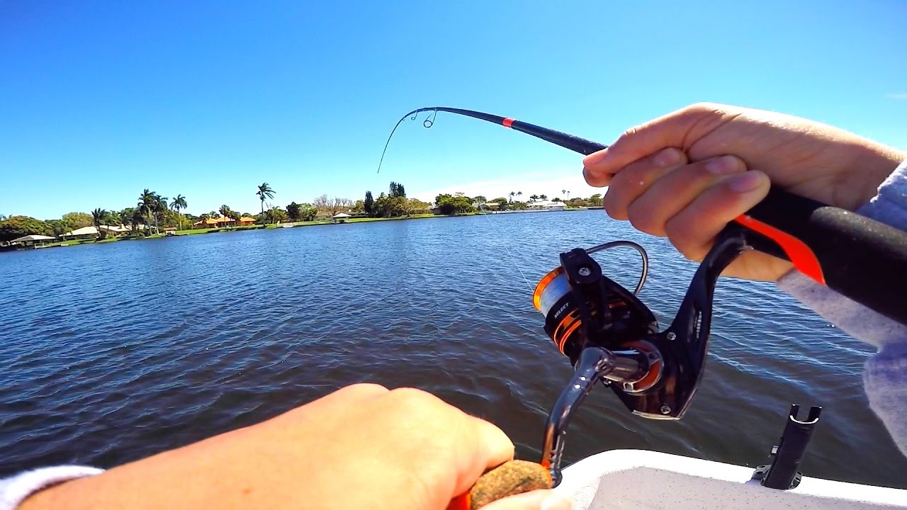 Peacock Bass Fishing in Florida