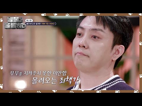 [애니캠] 차에 치인 반려견, 눈물 바다가 된 스튜디오 [동물은 훌륭하다] | KBS 250203 방송