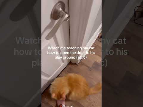 A real life Mr. Jinx
