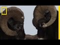 Ram Fighting Behavior and Dynamics