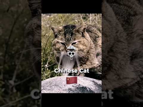 Nationality Cats 💀 #edit #shortsvideo