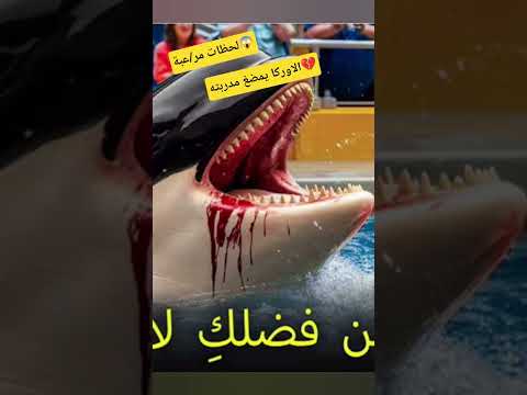 #جيسيكا لحظات يقشعر لها الابدان#الاوركا تأكل مدربتها💔حين يدمرك من احببته بصدق #مشهد_حزين#اكسبلور#dz
