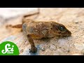 Ectotherms and Climate Change