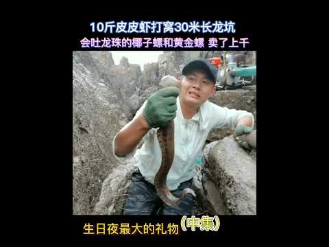 【阿向海钓赶海】400块皮皮虾打窝30长龙坑 偶遇会吐龙珠的巨大海螺 卖了上千 大赚3倍