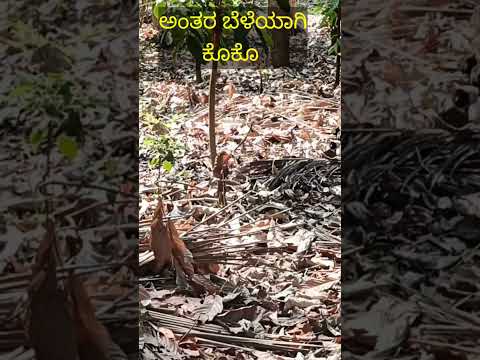 ಅಂತರ ಬೆಳೆಯಾಗಿ ಕೊಕೊ #arecanut #cocoa #adike #betelnut #arecanutfarming