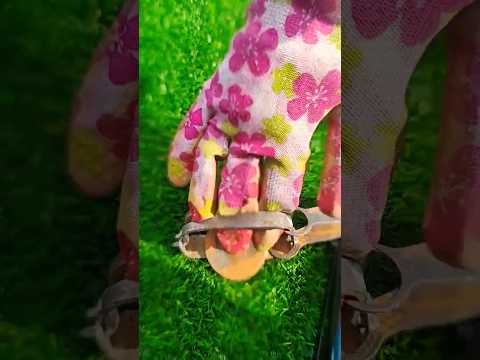 ЧТО ДЕЛАТЬ ЕСЛИ ВЫ ПОПАЛИ В МЫШИНЫЙ КАПКАН