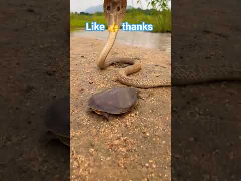 هجوم الكوبرا على السلحفاه الجزء الثالث