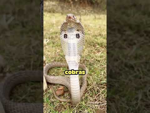 Joe Rogan Explains That Snakes Are Harmless 😮🤔