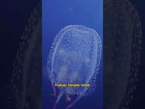 inilah hewan yang tidak mempunyai otak #shorts