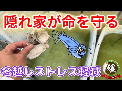 メダカの隠れ家で冬越し&喧嘩ストレスが減少!コルチゾル抑制で病気予防【媛めだか】