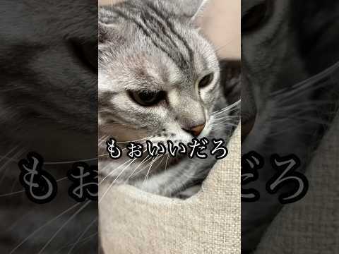 猫の動画サムネイル - もぉいいだろ 猫 グルーミング cat アメショ たろう
