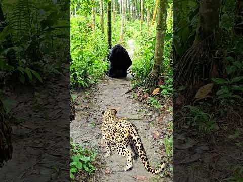 catching leopard 🐆🐆#1 #youtubeshorts​ #viral​ #trendingshorts​ #shorts_​ #animal​ #tiger​ #jungle​