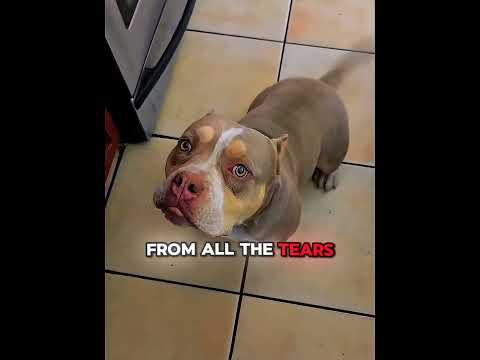 This Dog’s Paternity Reveal Is ABSOLUTELY HILARIOUS!💀🎤