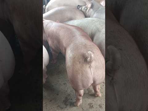 Ngày 23/10: miền Nam tăng giá:51-54,MT:50-53,MB:52-55, CPMB:55, CPMN:57,5