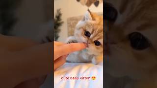 cute baby kitten ❤️😍 #cat #cutecat #cutekitty #shortsviral #youtbeshorts