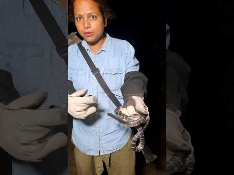 बरसात का सबसे ज़हरीला साँप इससे अपने परिवार को बचाये #shorts