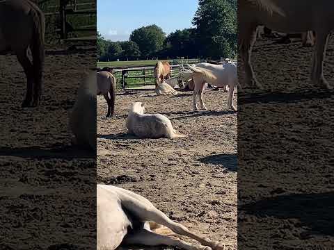 𝐉𝐮𝐧𝐤𝐞𝐫𝐧 𝐁𝐞𝐞𝐥 𝐒𝐨𝐦𝐦𝐞𝐫 𝟔𝐍𝐑𝐖 𝟐𝟎𝟐𝟓 Junkern beel