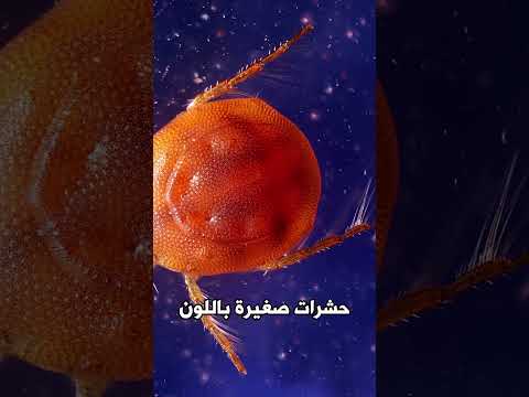 لن تصدق ماذا رأى العلماء فوق البعوضة عندما قاموا بتصويرها!