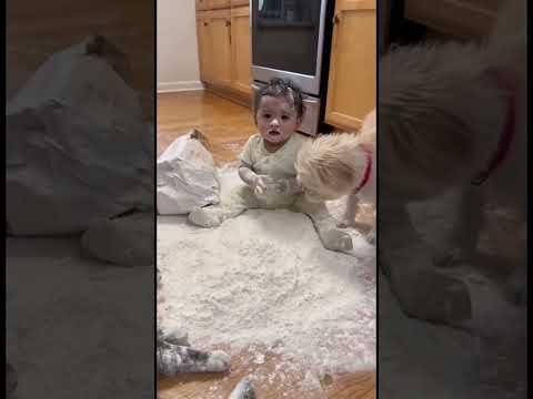 Este bebé terminó cubierto de harina junto con sus mascotas 😂 #mascotas #humor #iashorts