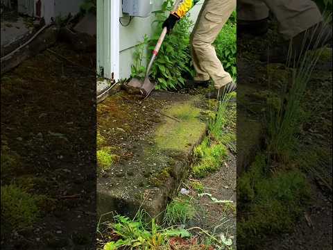 Nature Attempts To TAKEOVER Property Part 3 #lawncare #fyp #satisfying #foryou