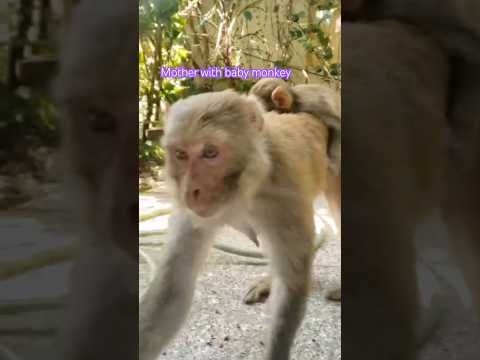 Mother monkey with baby monkey. #shortsfeed