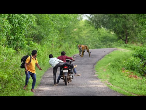 जंगल के रास्ते पे बाघ का हमला 🐯 | TIGER ATTACK ON FOREST PATH | TIGER ATTACK STORIES