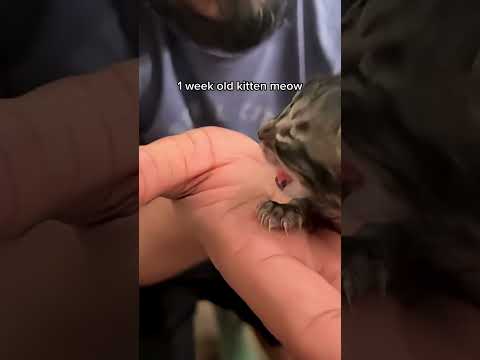 Cute kitten sounds