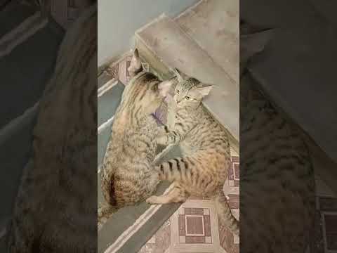 #catfight #cat #cats #catlovers #catshorts #catvideos #catfunny #catfunnyvideo #catlove #catfight