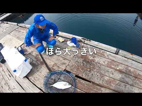 シマアジを狙って釣りながらトラフグまで回収【じゃのひれ】釣ガチ海上釣堀#234