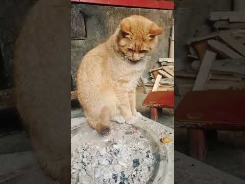 Funny cat video funny animals videos pets funny #funnycat #funnyanimals #cutecat #cats #funnypets