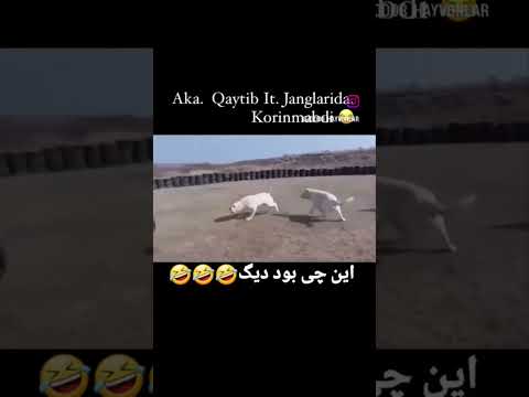 Aka endi it demaydigan boldi 🤣🤣🤣