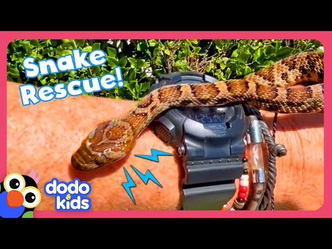 Man Rescues Snakes From Dog's Mouth And Other Weird Places! | Dodo Kids | Rescued!