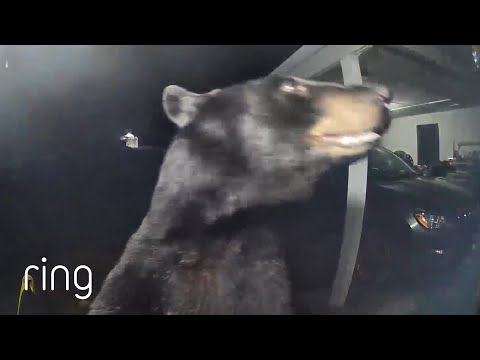 Mama Bear and Cubs Searches Home for Food! | RingTV