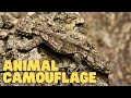 Animal Camouflage and Mimicry