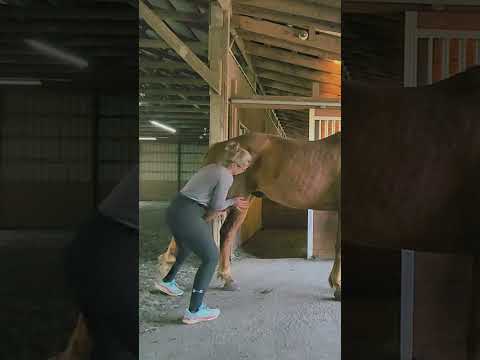 Stifle Adjustment #shorts #horse #chiropractic #equinechiropractic #animalchiropractic #equestrian